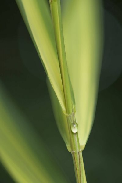 PL_droplet on grass_EAG2651